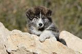 AKITA INU 060
